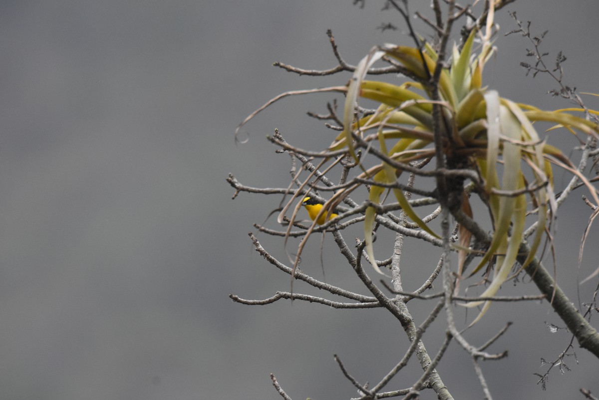 Thick-billed Euphonia - ML621510882