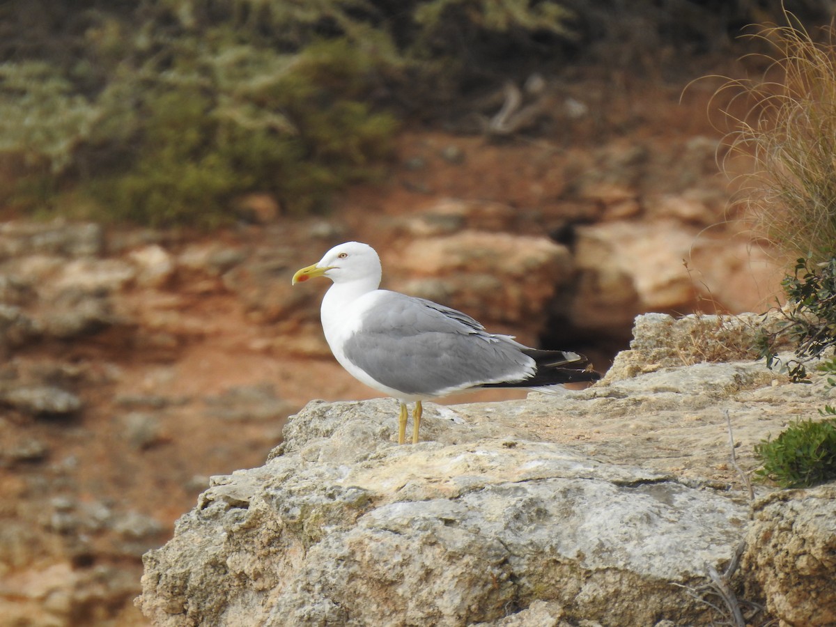 Goéland leucophée - ML621510884