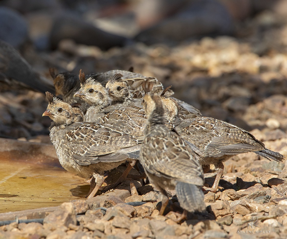 Scaled Quail - ML621510888