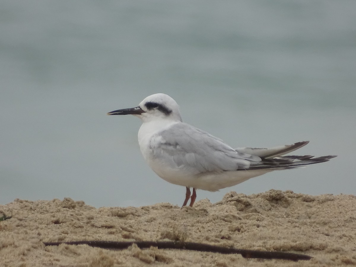 Snowy-crowned Tern - ML621510953