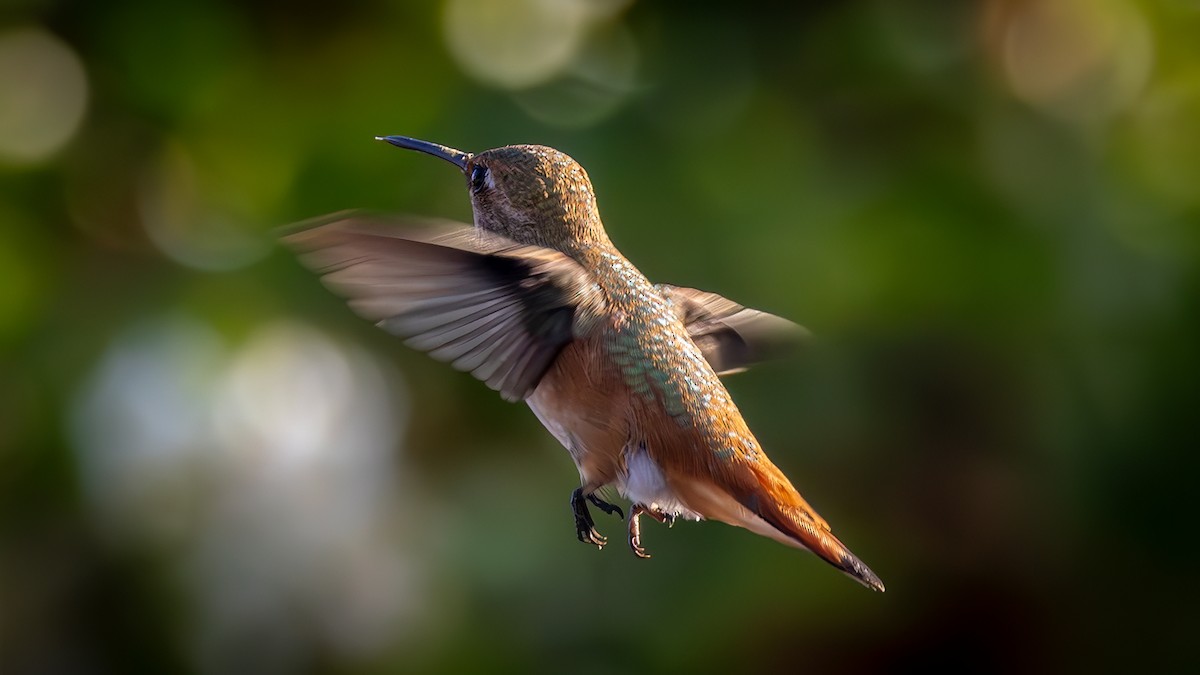 Rufous Hummingbird - ML621510977