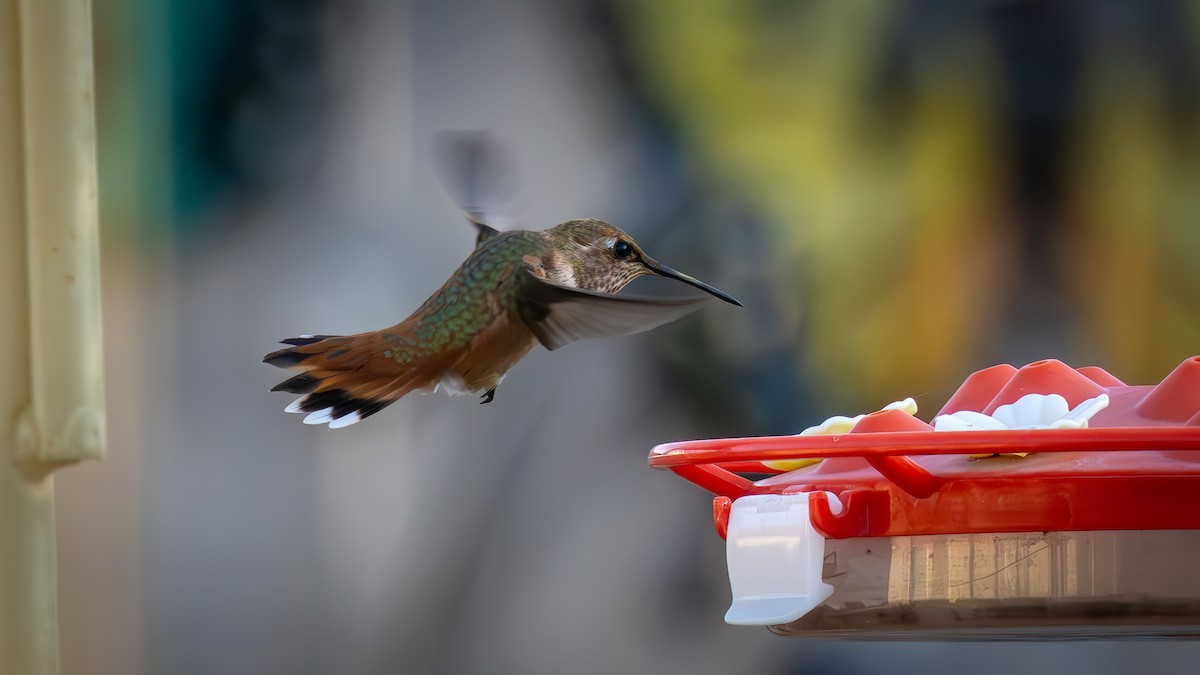 Rufous Hummingbird - ML621510978