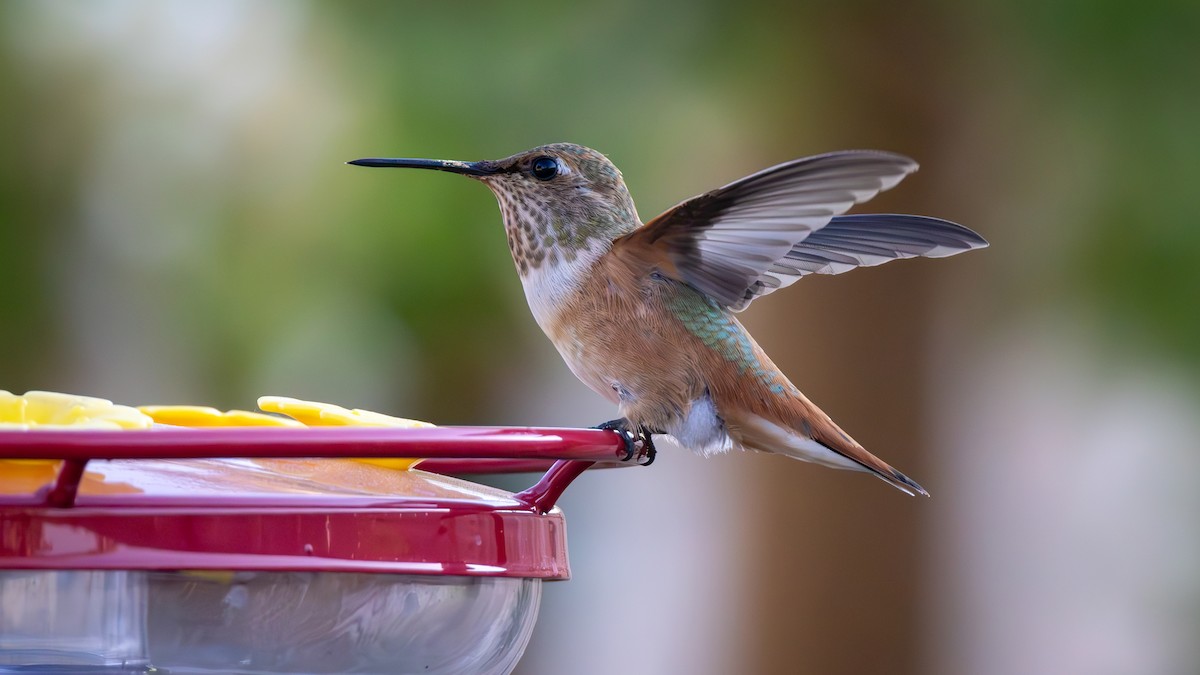 Rufous Hummingbird - ML621510980