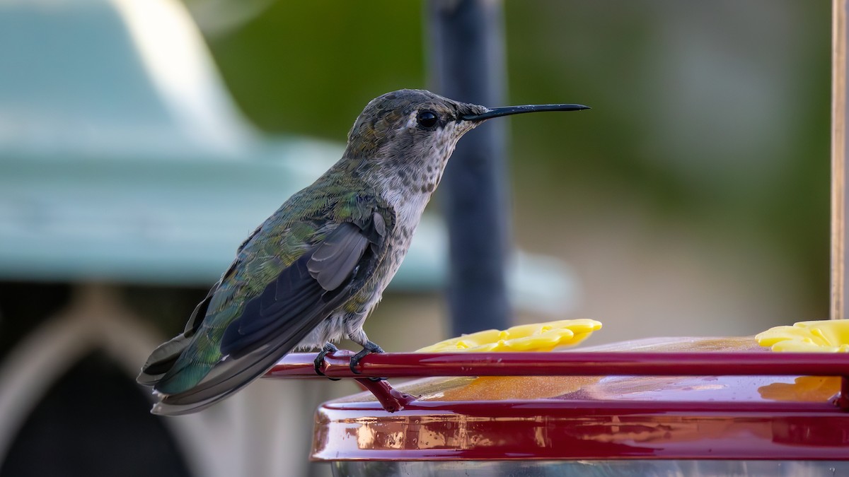 Costa's Hummingbird - ML621510989