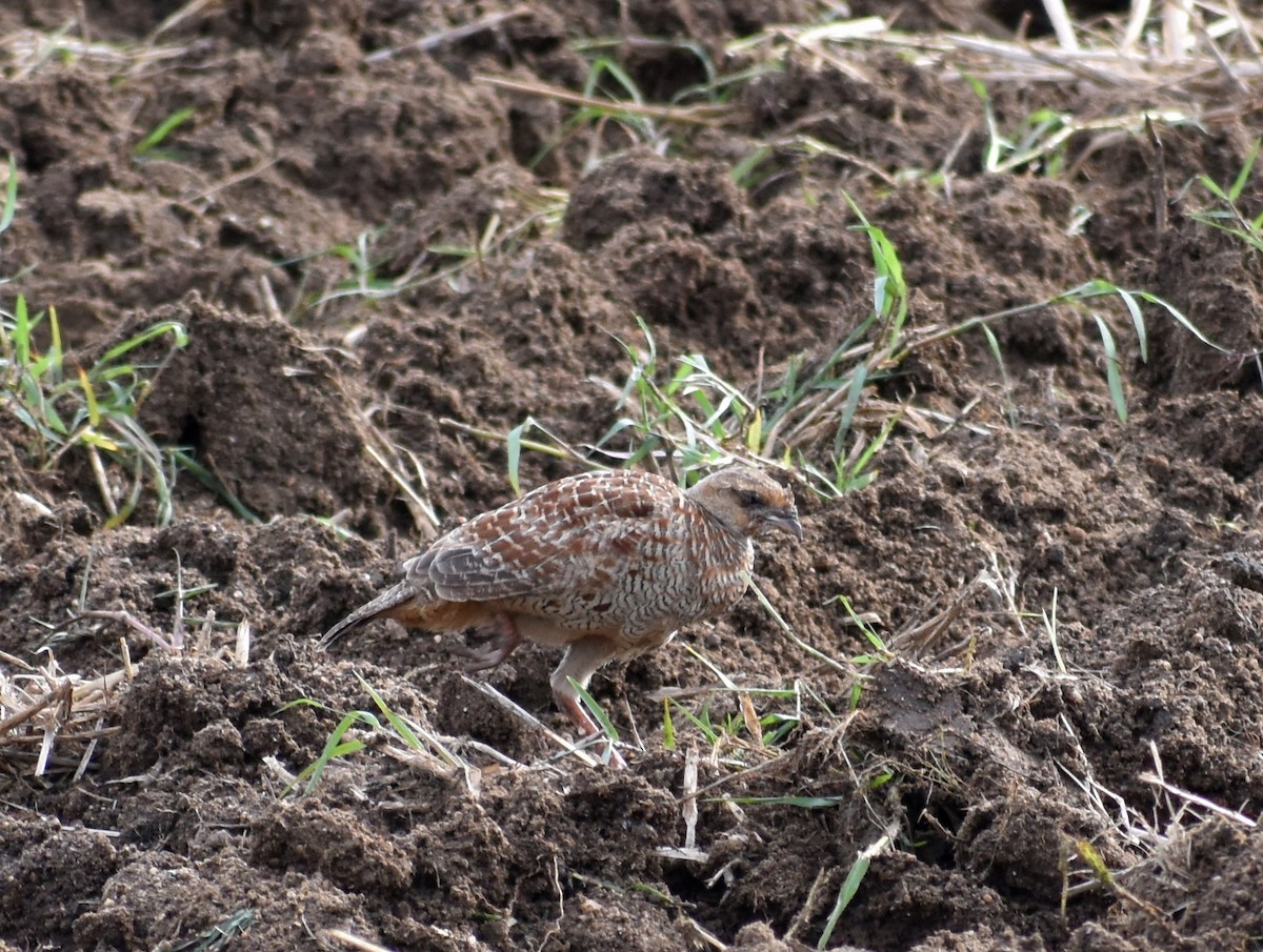 Gray Francolin - ML621511044