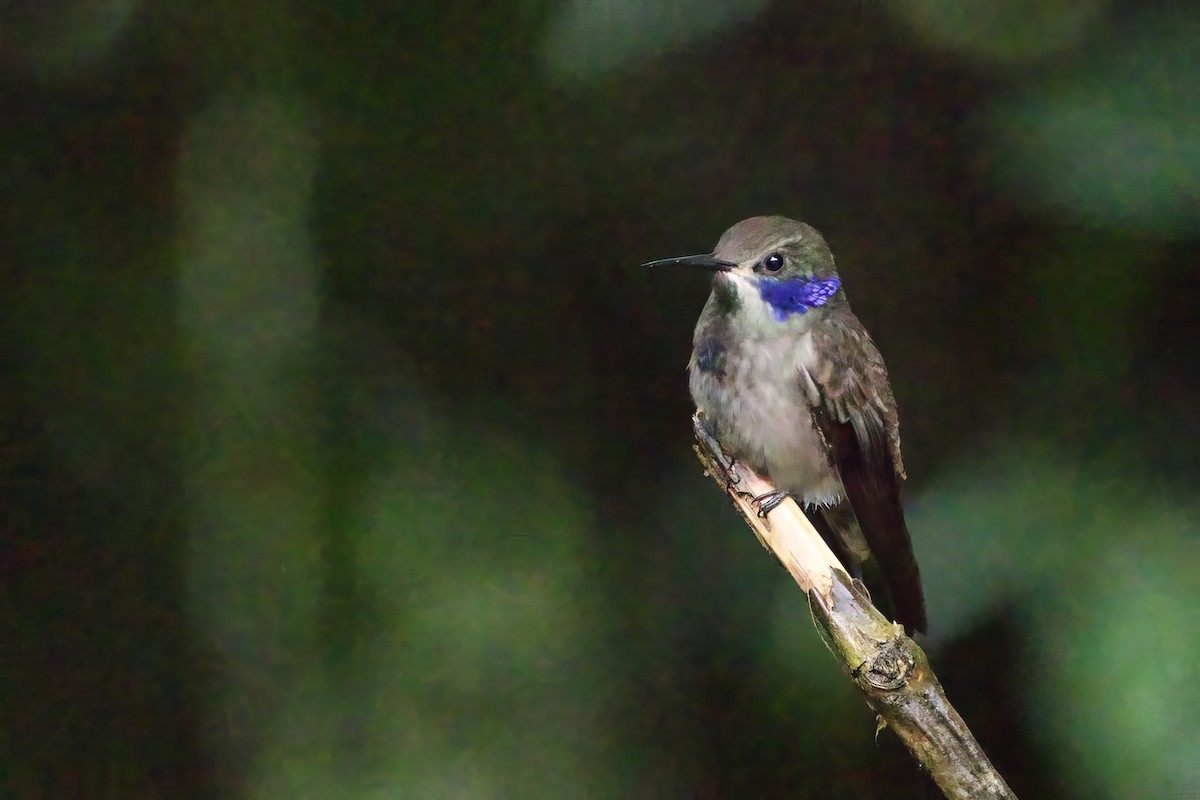 Brown Violetear - ML621511048