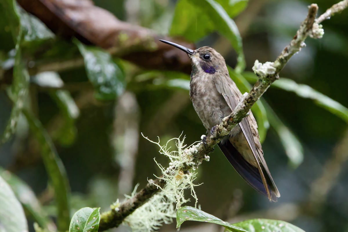 Brown Violetear - ML621511050