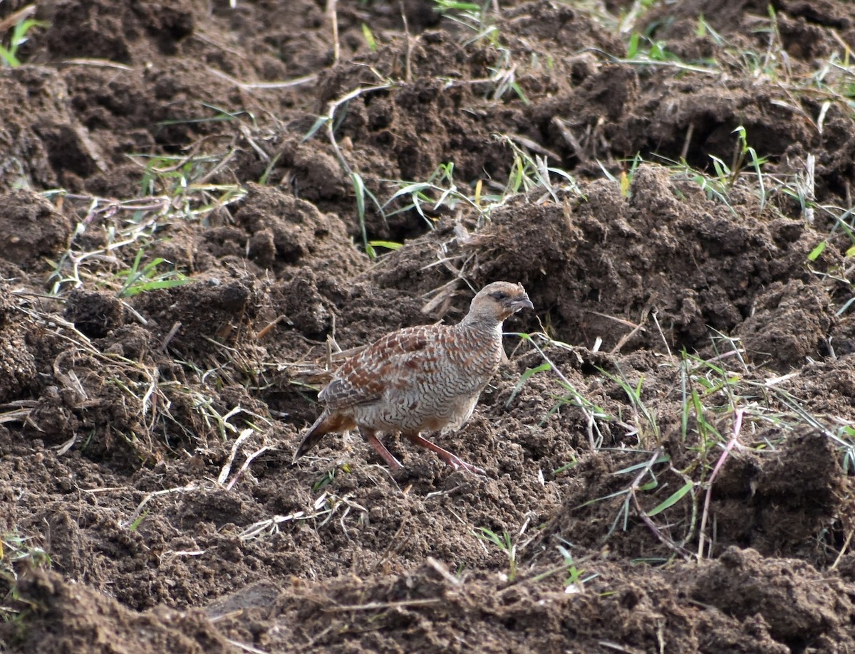 Francolin gris - ML621511052