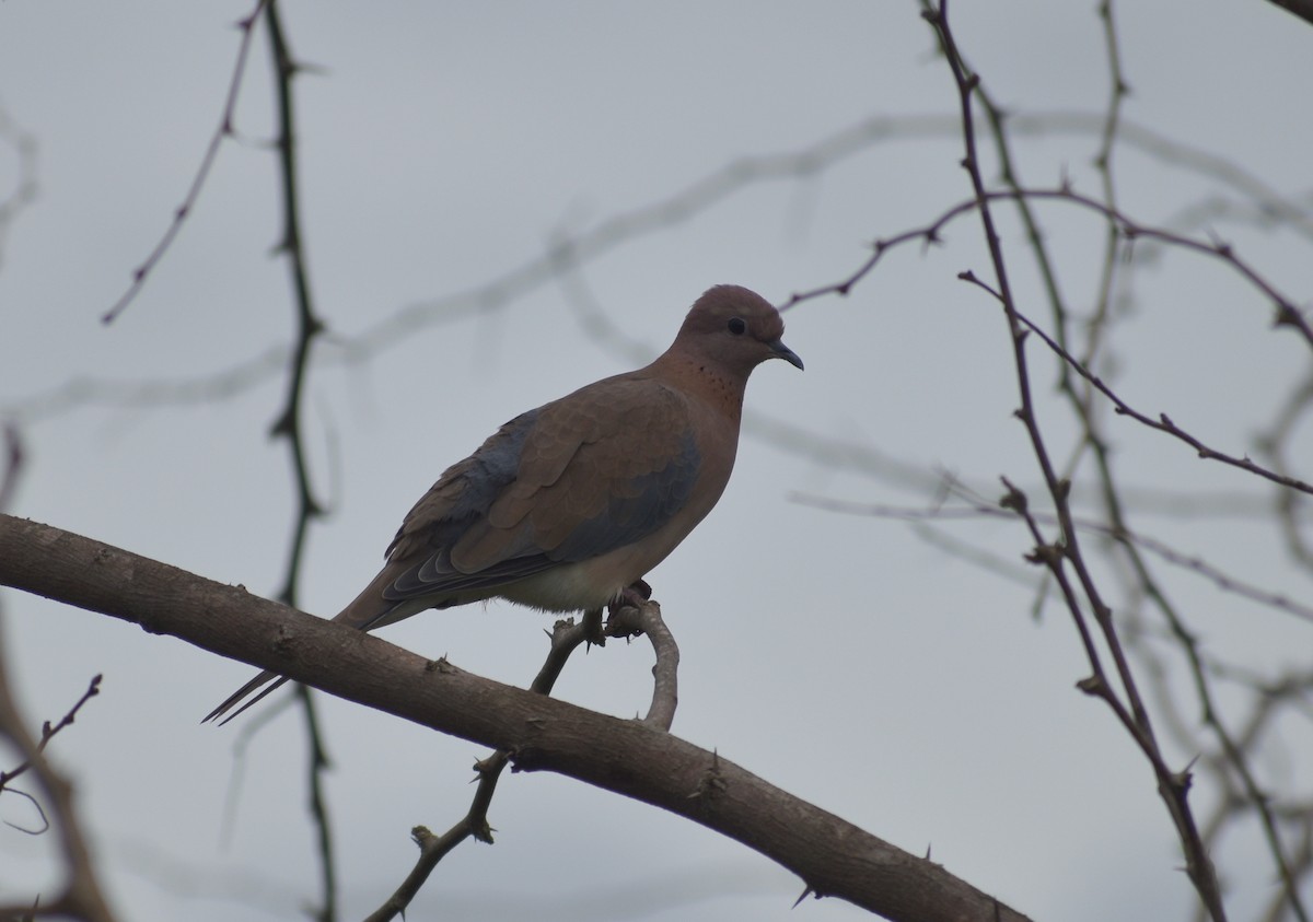 Laughing Dove - ML621511058