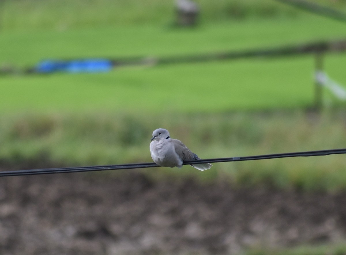 Eurasian Collared-Dove - ML621511078