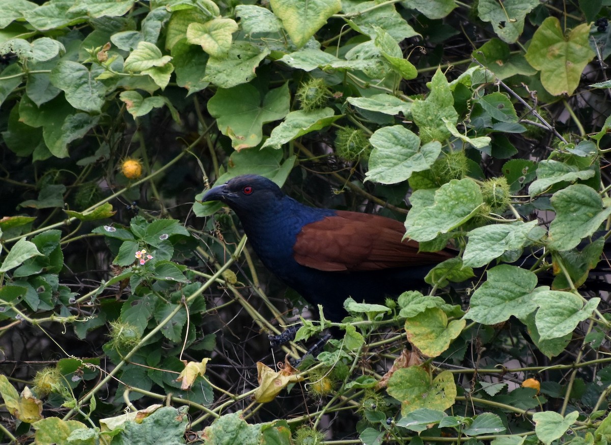 Greater Coucal - ML621511094