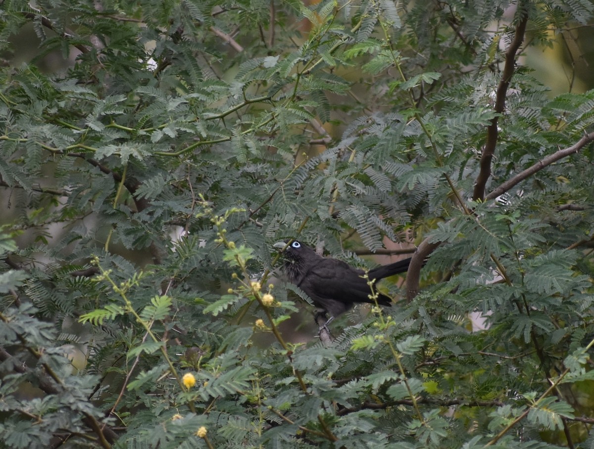 Blue-faced Malkoha - ML621511115