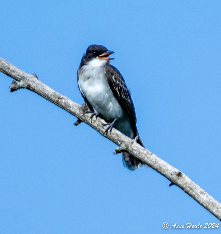 Eastern Kingbird - ML621511124