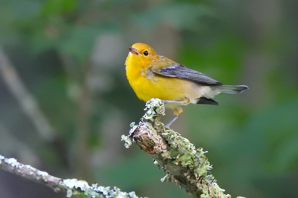 Prothonotary Warbler - ML621511128