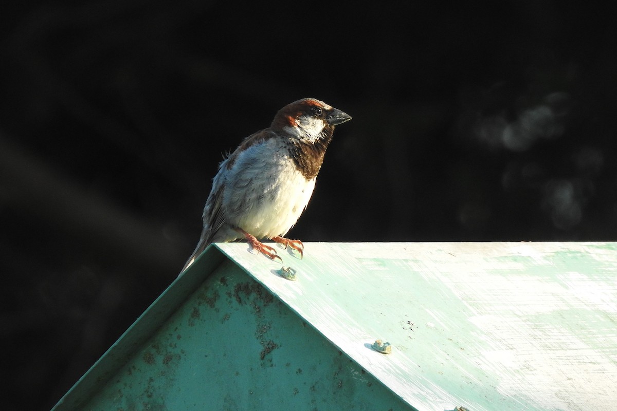 House Sparrow - ML621511134