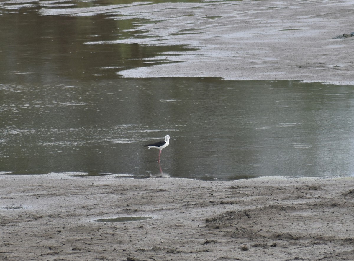 Black-winged Stilt - ML621511147