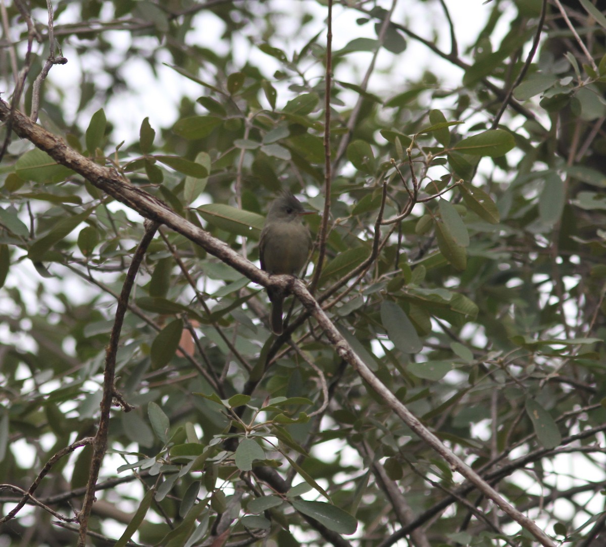 Greater Pewee - ML621511160