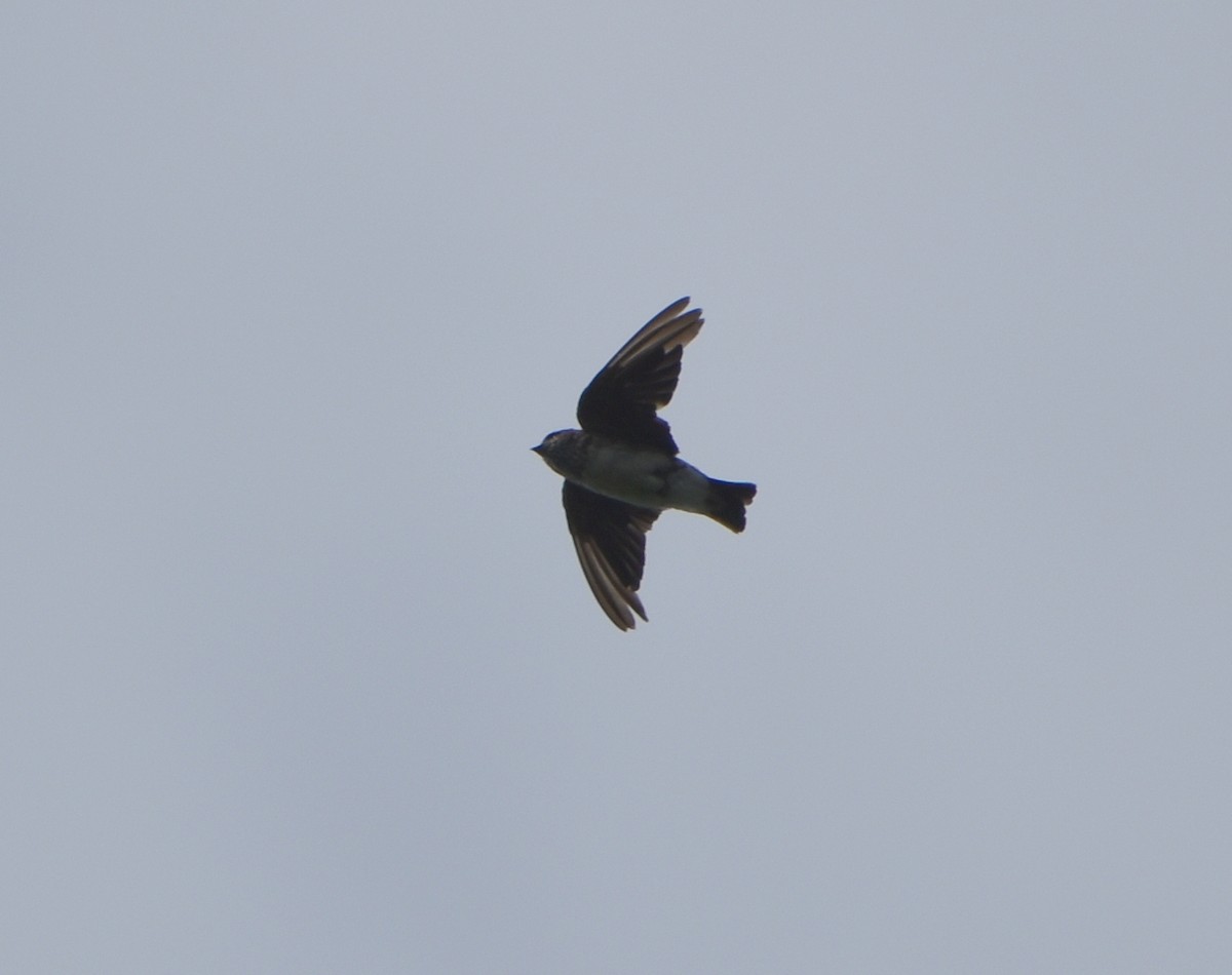 Streak-throated Swallow - ML621511183