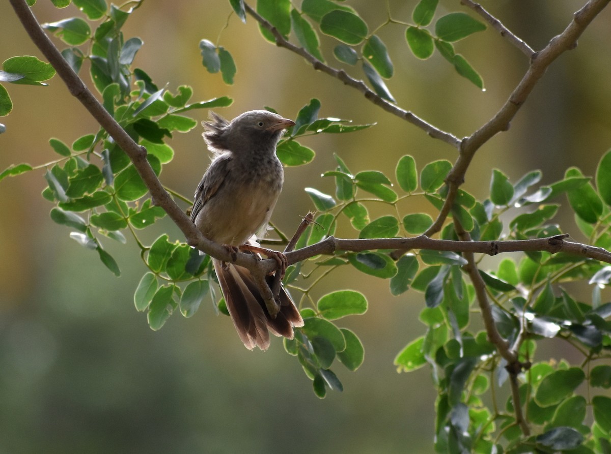 Yellow-billed Babbler - Shwetha Bharathi