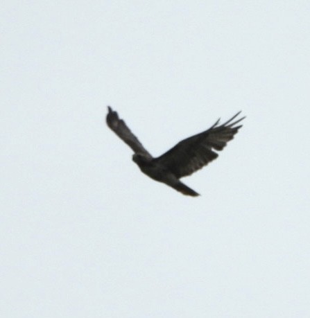 Buteo sp. - ML621511202