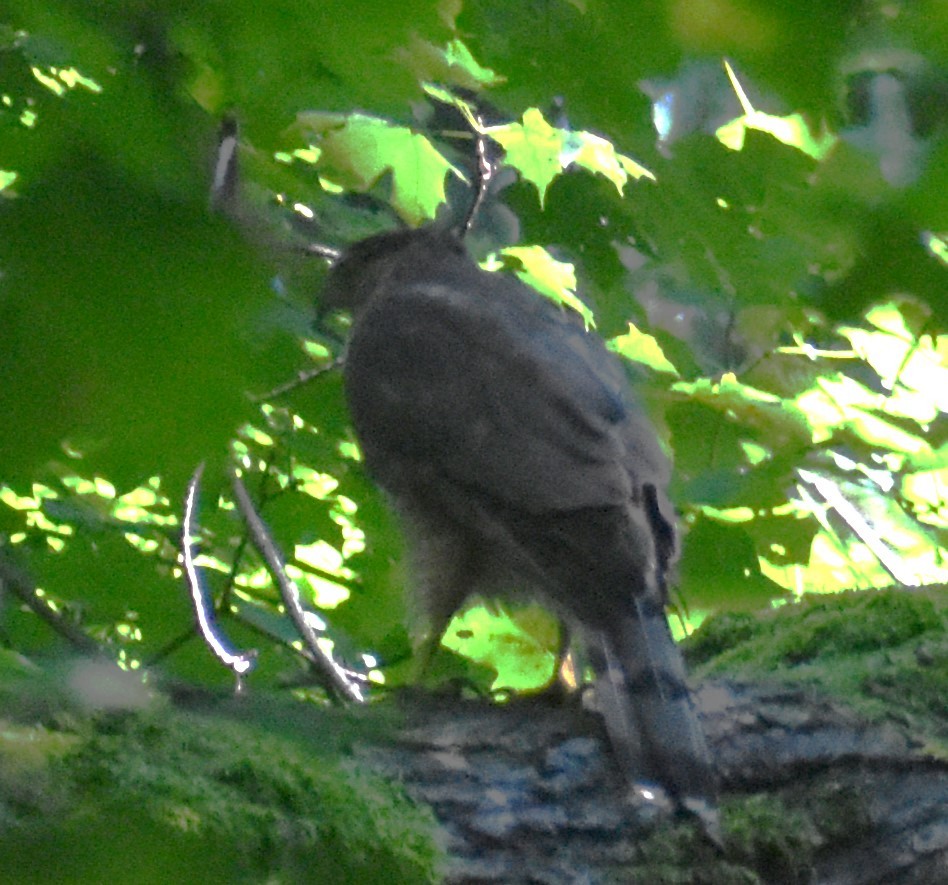 Cooper's Hawk - ML621511294