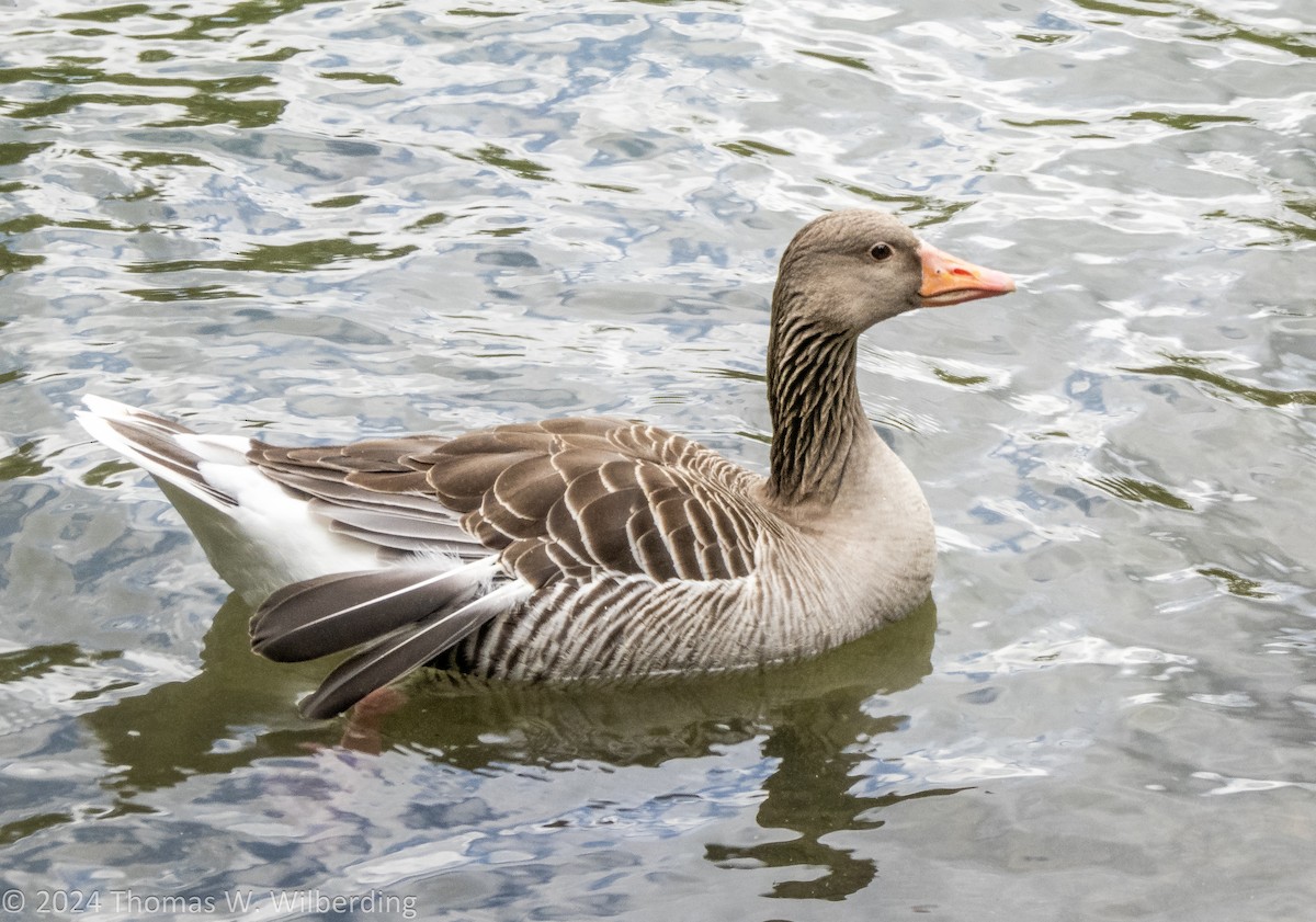 Graylag Goose - ML621511426