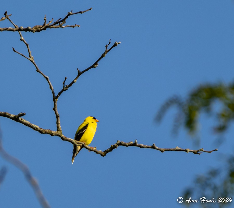American Goldfinch - ML621511428