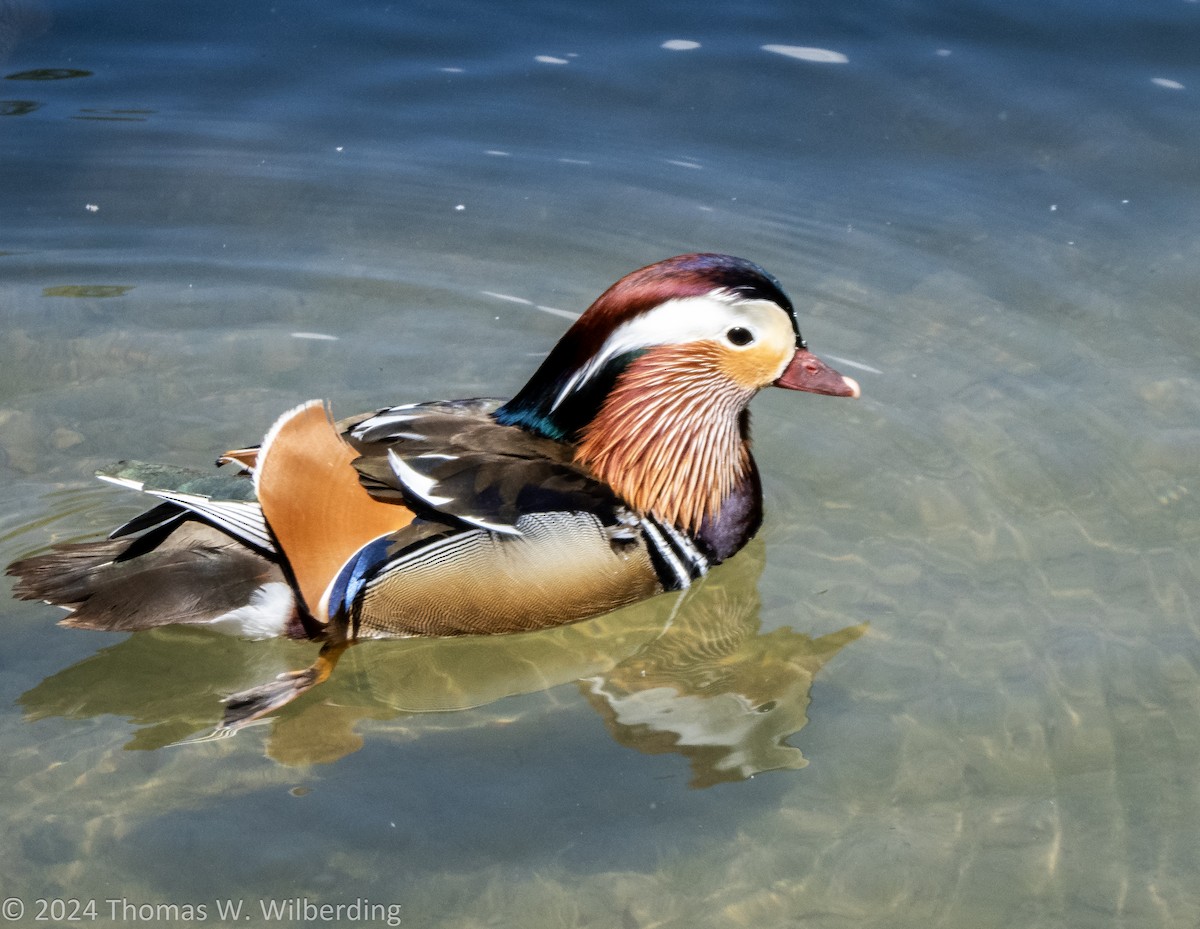 Mandarin Duck - ML621511438