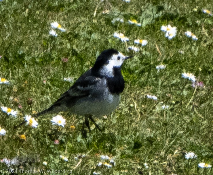 White Wagtail - ML621511456