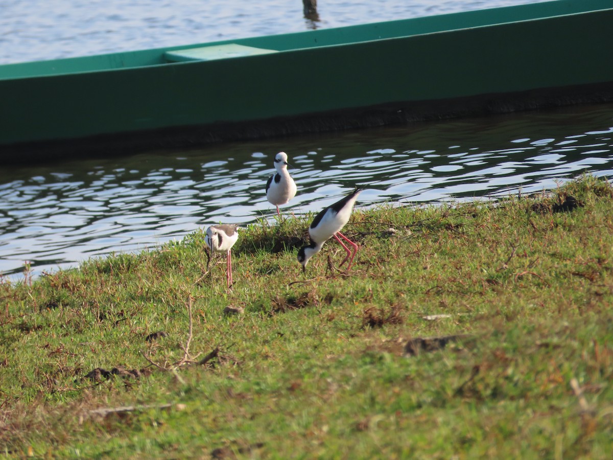 Black-necked Stilt - ML621511507