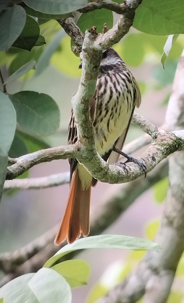 Sulphur-bellied Flycatcher - ML621511558