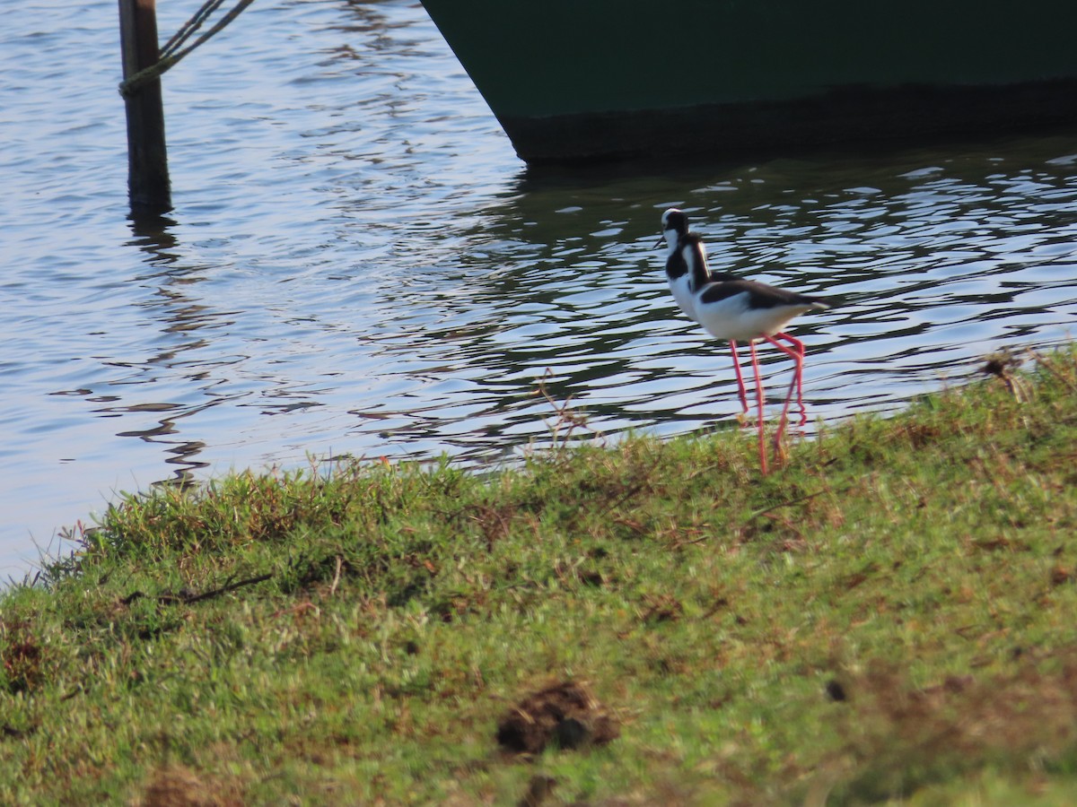 Black-necked Stilt - ML621511563