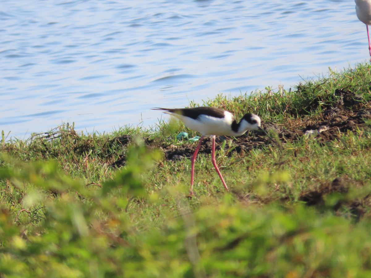 Black-necked Stilt - ML621511578