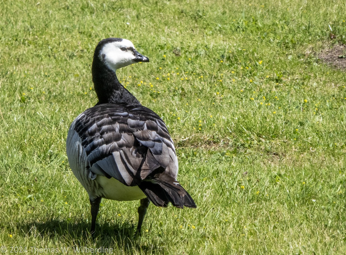 Barnacle Goose - ML621511585