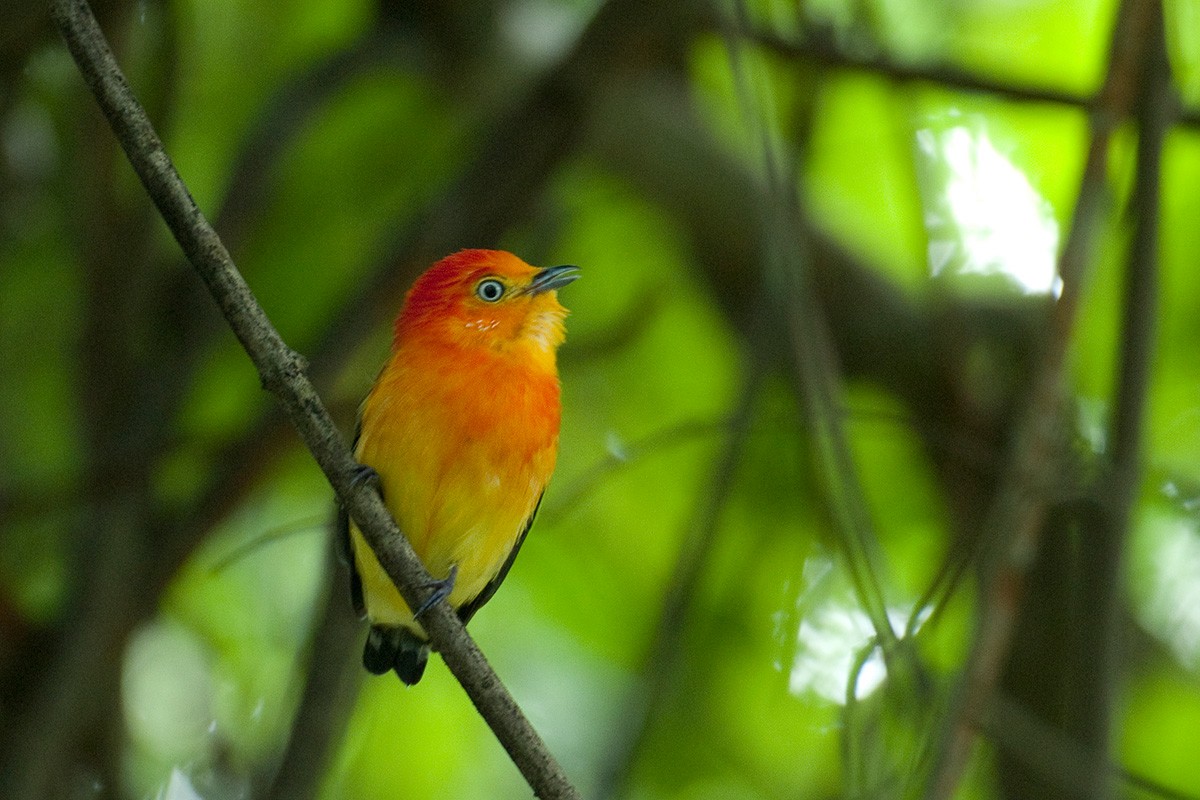 Band-tailed Manakin - ML621511589