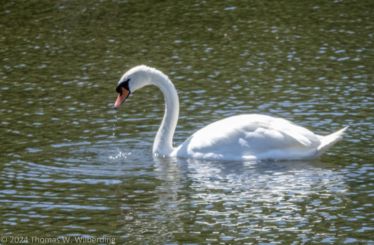 Mute Swan - ML621511598