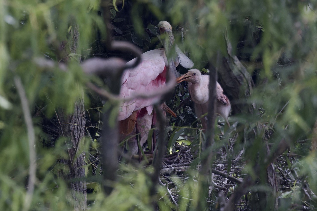 Roseate Spoonbill - ML621511600