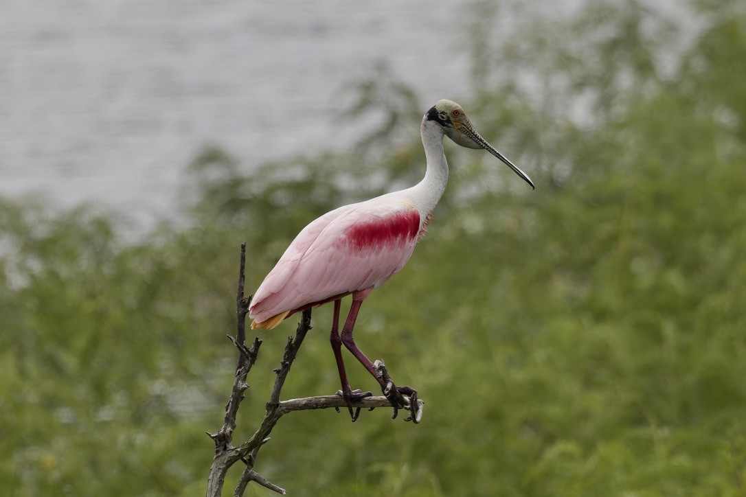 Roseate Spoonbill - ML621511610