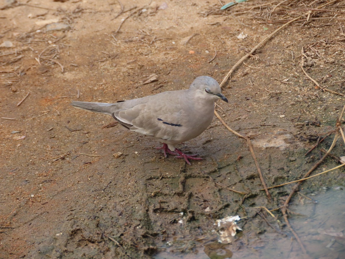 Picui Ground Dove - ML621511636