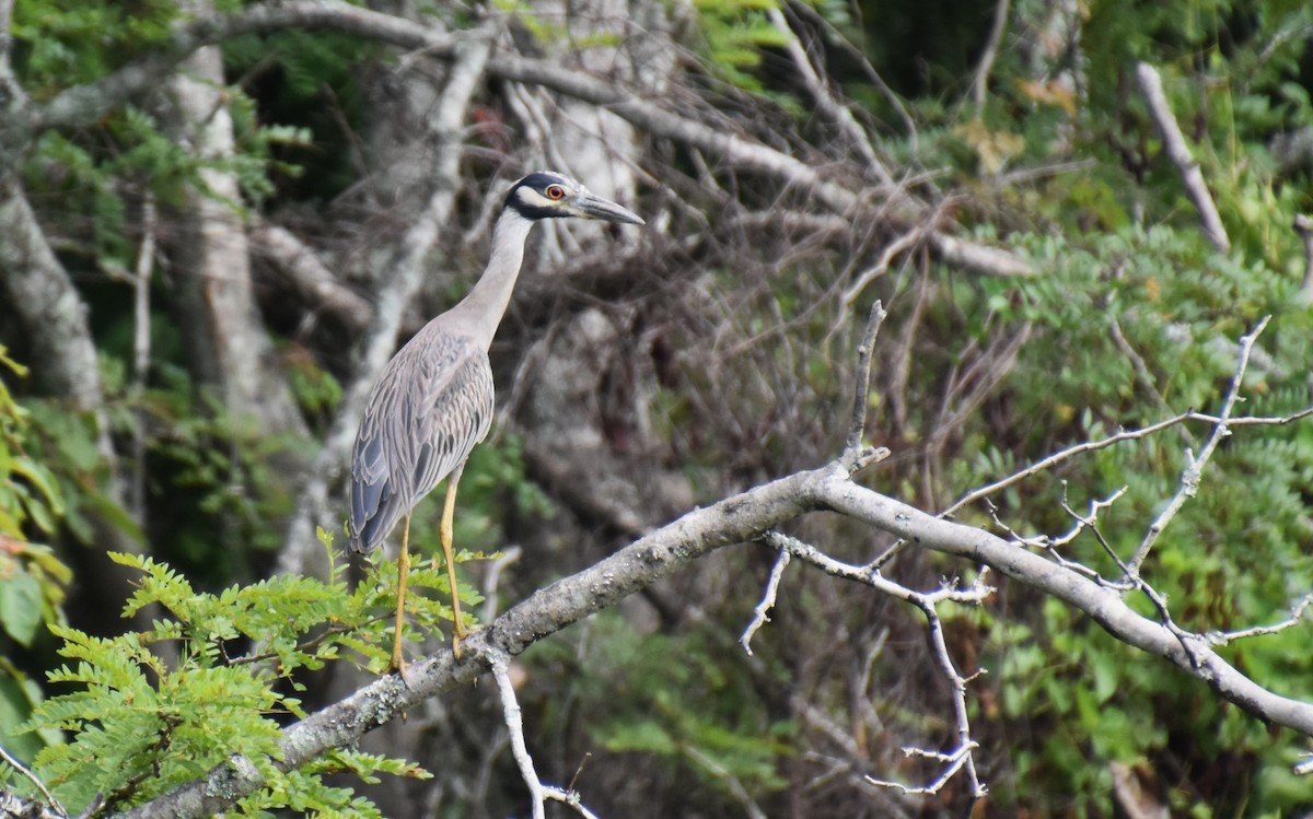 Yellow-crowned Night Heron - ML621511645