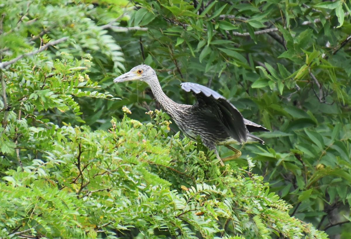 Yellow-crowned Night Heron - ML621511646