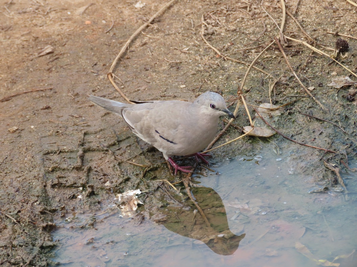 Picui Ground Dove - ML621511651