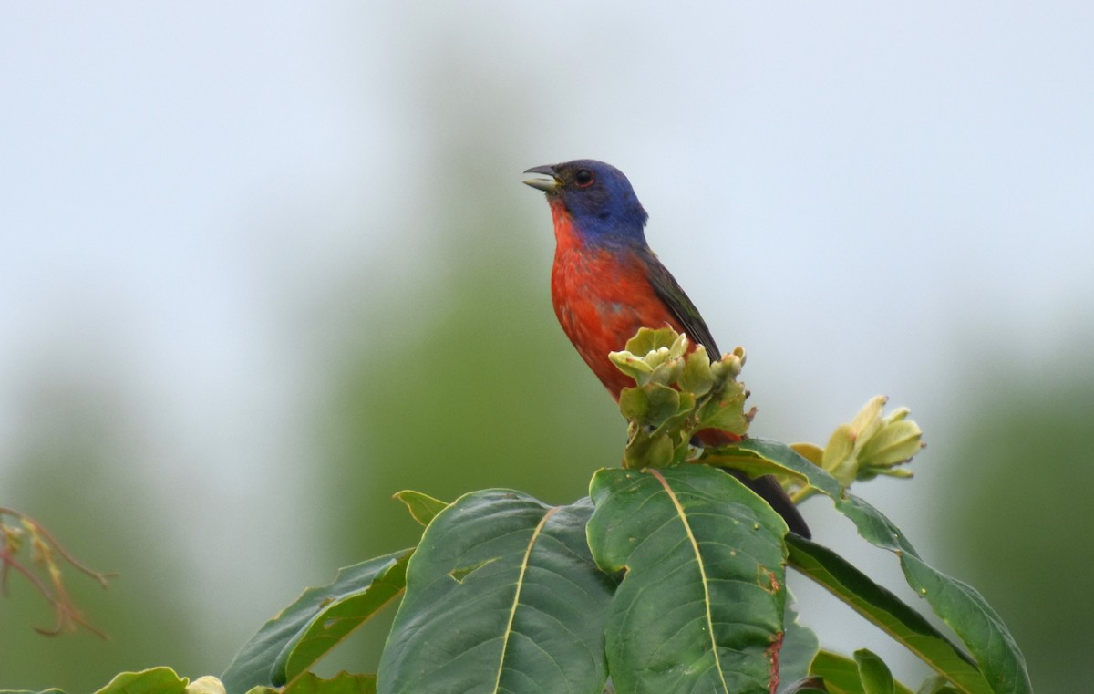 Painted Bunting - ML621511657