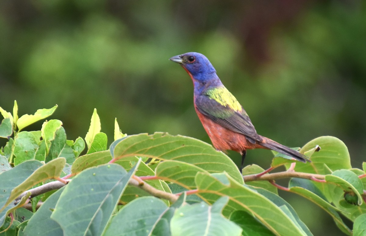 Painted Bunting - ML621511659