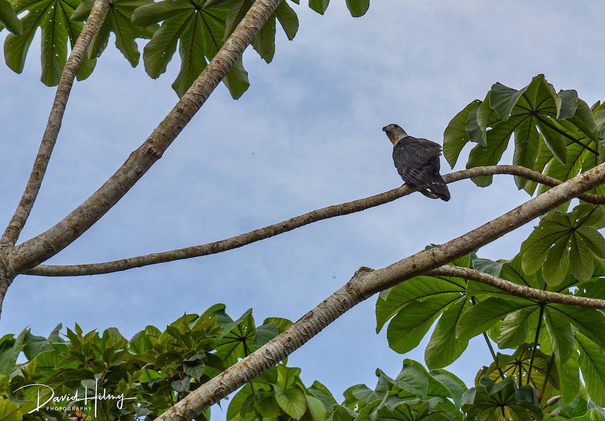 Gray-headed Kite - ML621511682