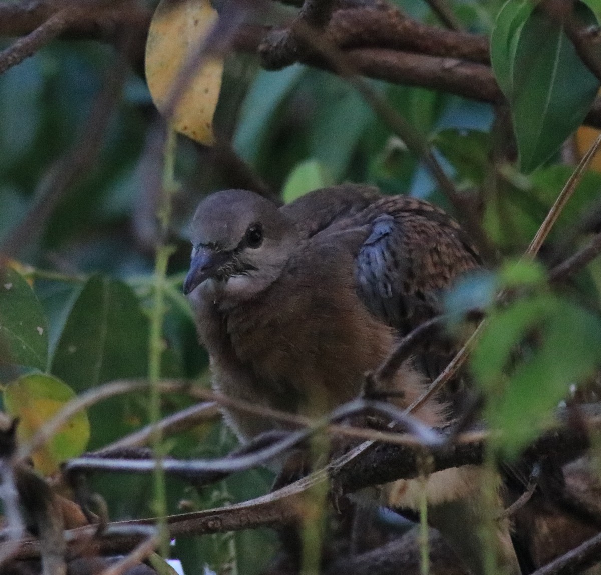Spotted Dove - ML621511756