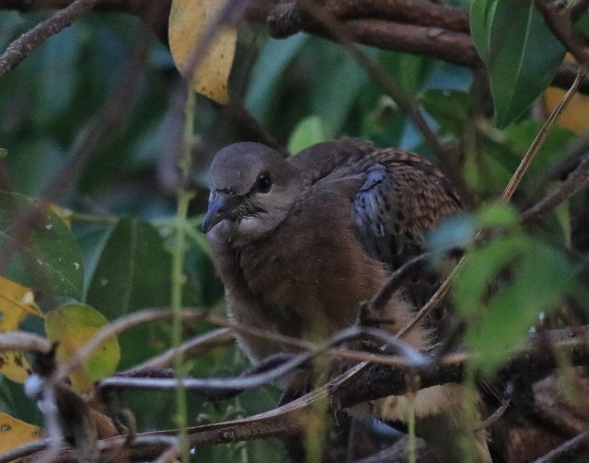 Spotted Dove - ML621511760