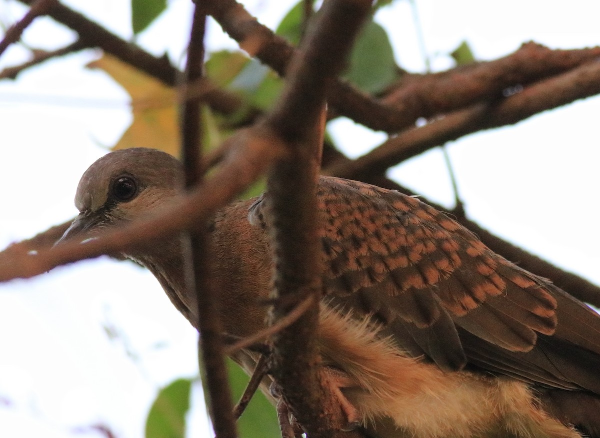 Spotted Dove - ML621511765