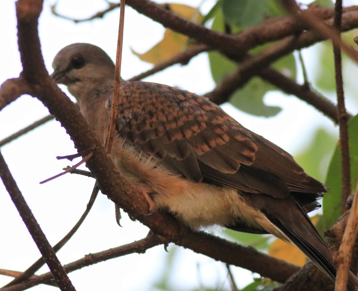 Spotted Dove - ML621511766