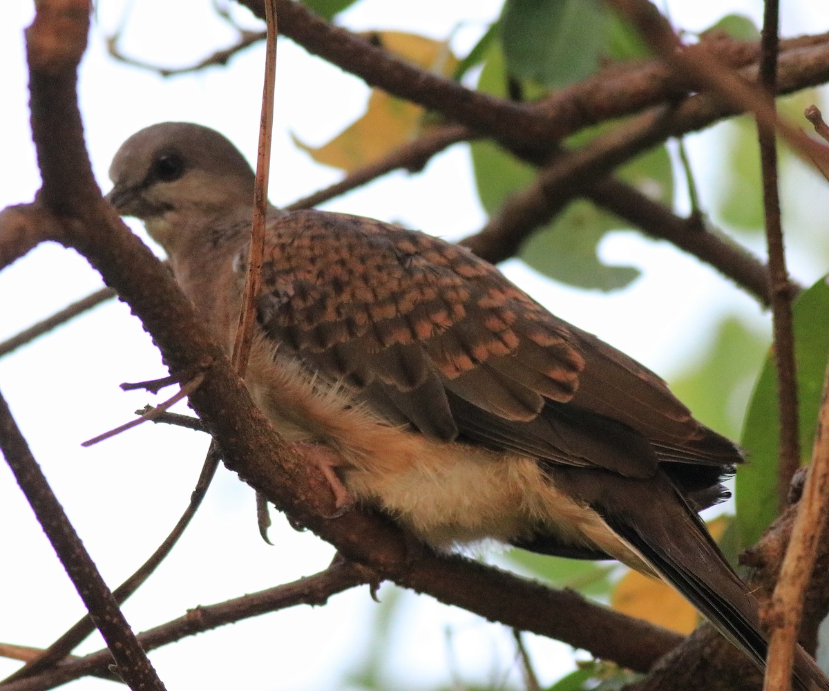 Spotted Dove - ML621511767